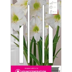 Ritterstern Christmas (1 Stück) | Amaryllis Von Young Generation