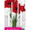 Ritterstern Red Lion (1 Stück) | Amaryllis Von Young Generation