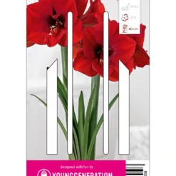 Ritterstern Red Lion (1 Stück) | Amaryllis Von Young Generation