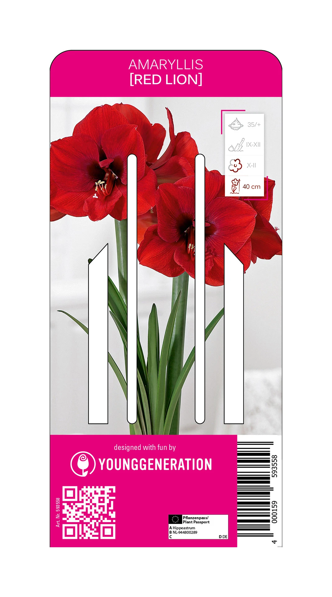 Ritterstern Red Lion (1 Stück) | Amaryllis Von Young Generation 1 Ritterstern Red Lion (1 Stück) | Amaryllis Von Young Generation