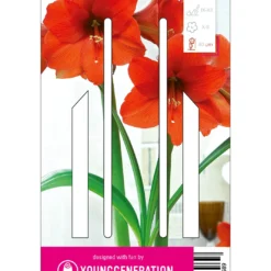 Ritterstern Orange Souvereign (1 Stück) | Amaryllis Von Young Generation