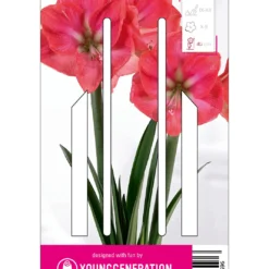 Ritterstern Vera (1 Stück) | Amaryllis Von Young Generation