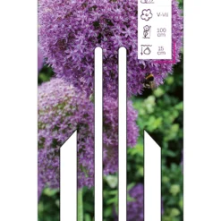 Zierlauch Ambassador (1 Stück) | Zierlauch Von Young Generation