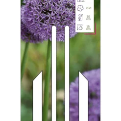 Zierlauch Globemaster (1 Stück) | Zierlauch Von Young Generation