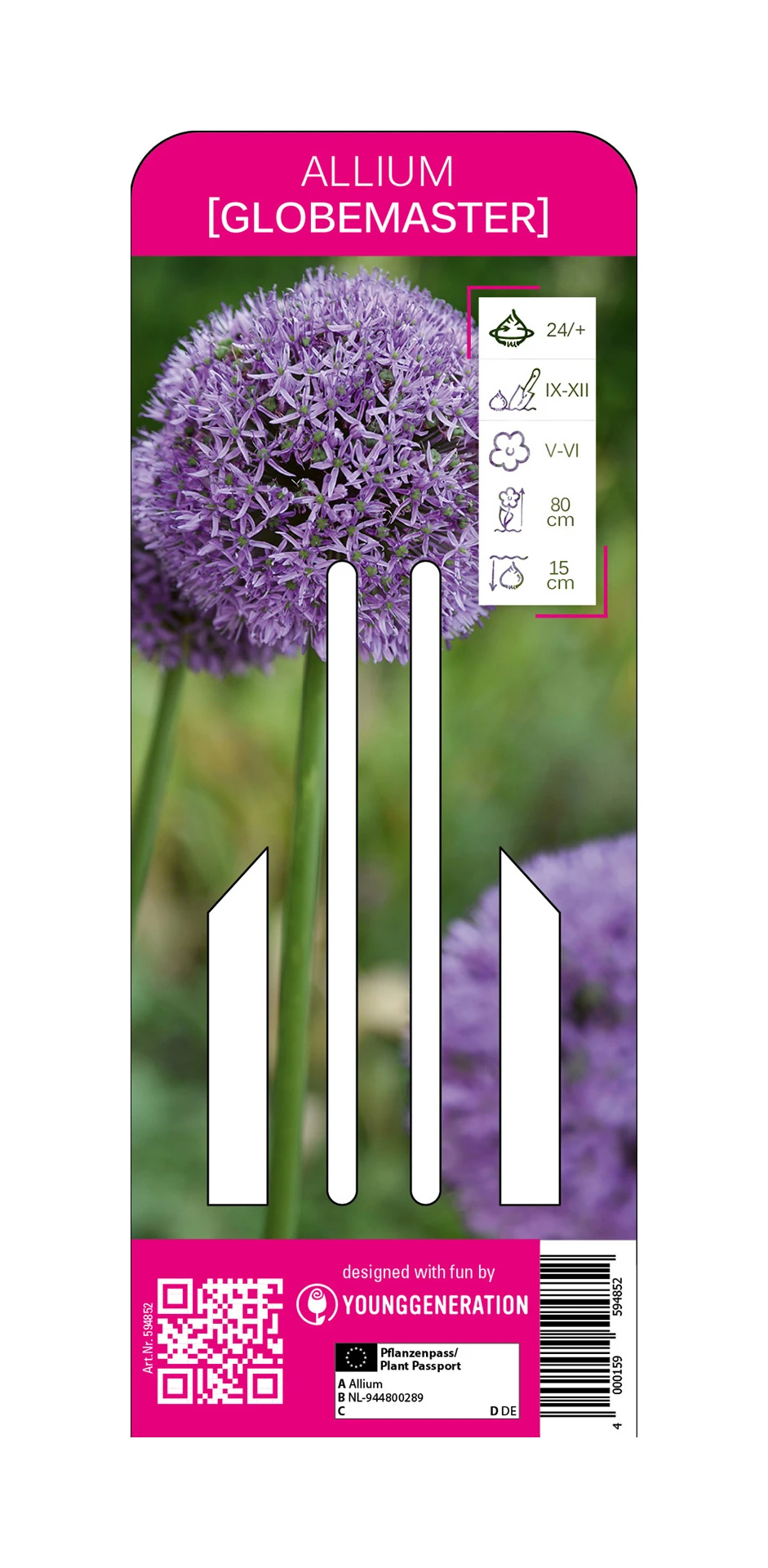 Zierlauch Globemaster (1 Stück) | Zierlauch Von Young Generation 1 Zierlauch Globemaster (1 Stück) | Zierlauch Von Young Generation