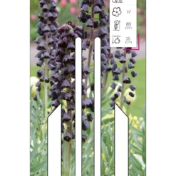 Persische Kaiserkrone (1 Stück) | Fritillarianzwiebeln Von Young Generation