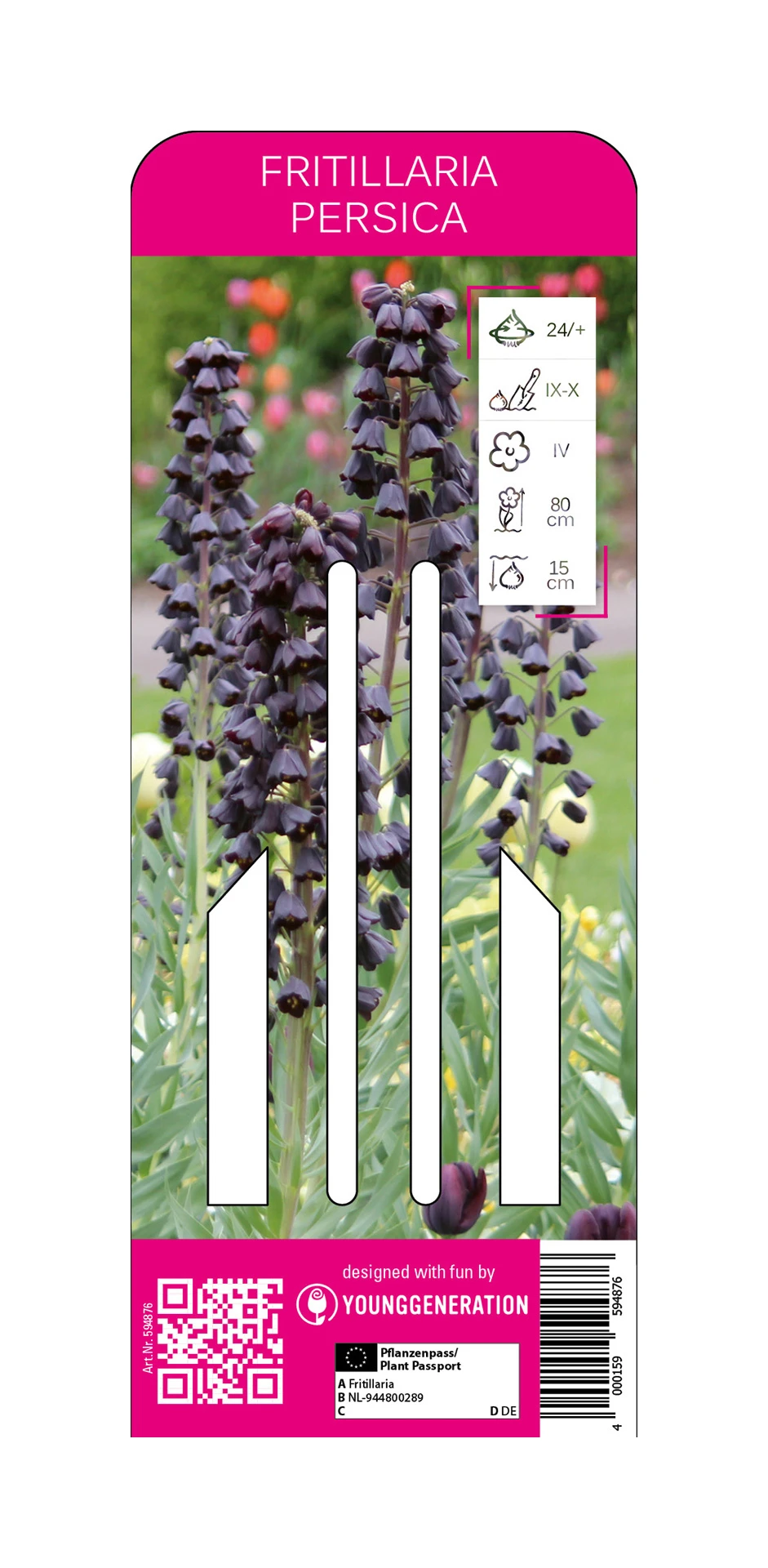 Persische Kaiserkrone (1 Stück) | Fritillarianzwiebeln Von Young Generation 1 Persische Kaiserkrone (1 Stück) | Fritillarianzwiebeln Von Young Generation