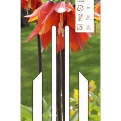 Kaiserkrone Rubra (1 Stück) | Fritillarianzwiebeln Von Young Generation