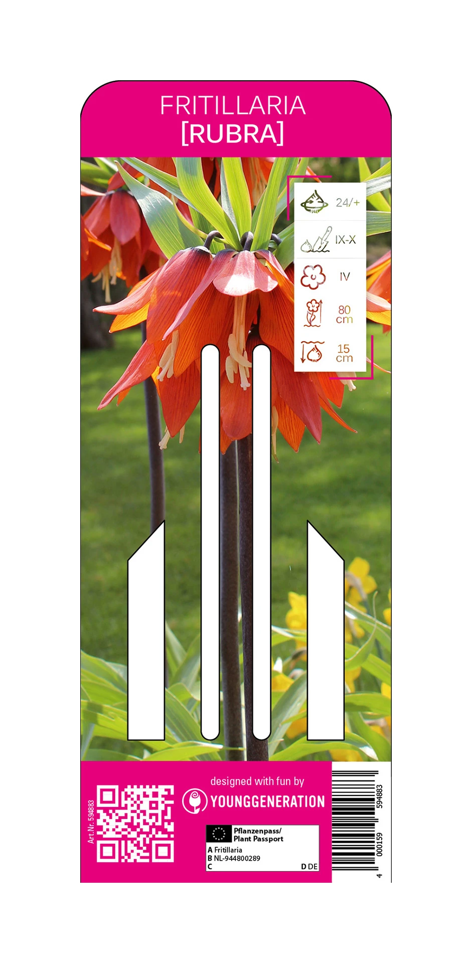 Kaiserkrone Rubra (1 Stück) | Fritillarianzwiebeln Von Young Generation 1 Kaiserkrone Rubra (1 Stück) | Fritillarianzwiebeln Von Young Generation