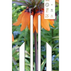 Kaiserkrone Orange Beauty (1 Stück) | Fritillarianzwiebeln Von Young Generation