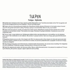 Tulpe Margarita (7 Stück) | Tulpenzwiebeln Von Sperli