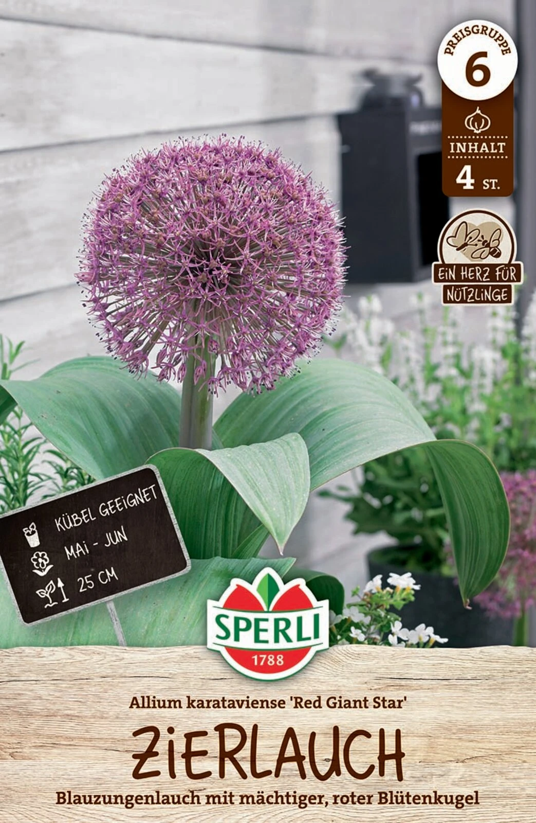 Zierlauch Red Giant Star (4 Stück) | Zierlauchzwiebeln Von Sperli 2 Zierlauch Red Giant Star (4 Stück) | Zierlauchzwiebeln Von Sperli – Bild 2