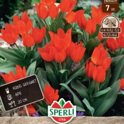 Wildtulpe Fuselier (7 Stück) | Wildtulpe Von Sperli