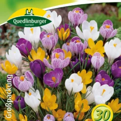Großblumige Krokusse Prachtmischung (20 Stück) | Krokuszwiebeln Von Quedlinburger