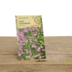 Wildblumen Set Stay Wild | BIO Wildblumensamen Von Samen Maier -Blumen Raum Verkaufsgeschäft 549603 BIO Wildblumen Set Stay Wild A02 sm 1