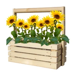Fresh-Farm Sonnenblume Mini | Anzuchtsets Von Baza -Blumen Raum Verkaufsgeschäft 550251 Fresh Farm Sonnenblume Mini 7025130 bz 1
