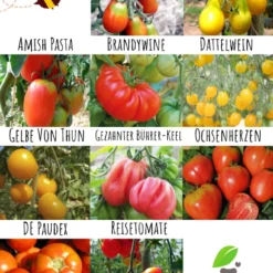 Tomatensamen 10 Alte Sorten Set | BIO Gemüsesamen-Sets Von Biobalu 8 Tomatensamen 10 Alte Sorten Set | BIO Gemüsesamen-Sets Von Biobalu -Blumen Raum Verkaufsgeschäft 550612 BIO Tomatensamen 10 Alte Sorten Set BB1006 3