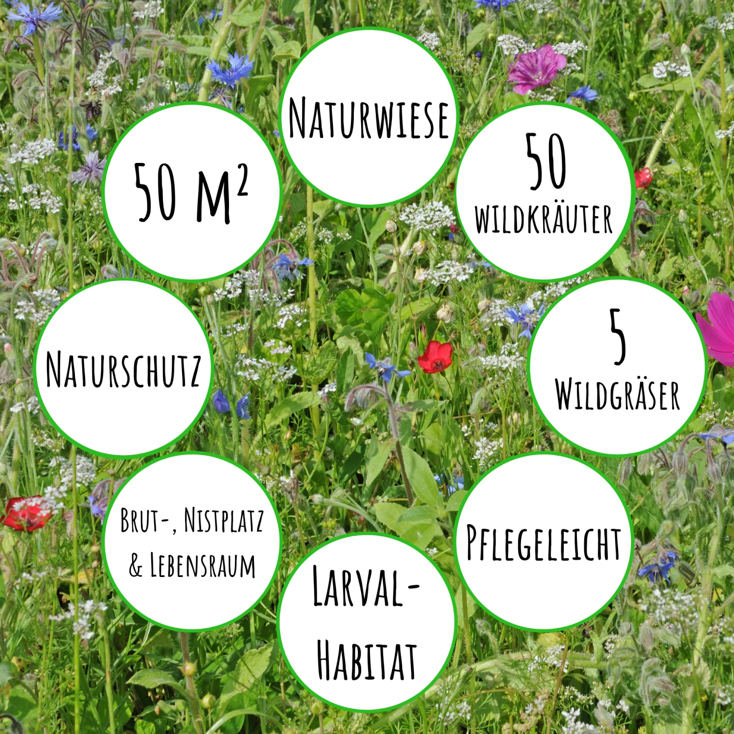 Bienenweide Mit Wildgräsern (Naturwiese) | Bienenwiese Von Biobalu 4 Bienenweide Mit Wildgräsern (Naturwiese) | Bienenwiese Von Biobalu – Bild 4