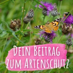 Bienenweide Mit Wildgräsern (Naturwiese) | Bienenwiese Von Biobalu 7 Bienenweide Mit Wildgräsern (Naturwiese) | Bienenwiese Von Biobalu -Blumen Raum Verkaufsgeschäft 550629 Bienenweide mit Wildgraesern Naturwiese BB1016 4