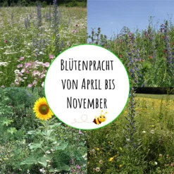 Bienenweide (10 Stück) | Bienenwiese Von Biobalu -Blumen Raum Verkaufsgeschäft 550630 Bienenweide 10 Stueck BB1017 4