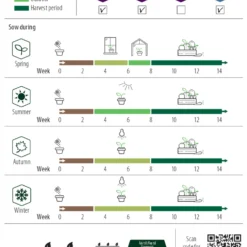 Basilikum Kleinblättrig Balkon Star | Basilikumsamen Von Nelson Garden