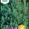 Thymian | Thymiansamen Von Nelson Garden
