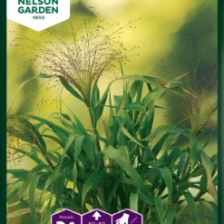 Haarästige Ripsenhirse Frosted Explotion | Gräsersamen Von Nelson Garden