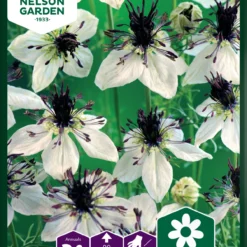 Schwarzkümmel African Bride | Kümmelsamen Von Nelson Garden