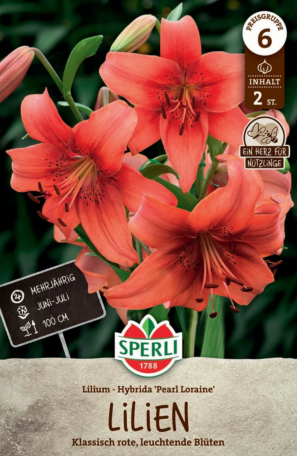 Lilie Pearl Loraine (2 Stück) | Lilienzwiebeln Von Sperli 1 Lilie Pearl Loraine (2 Stück) | Lilienzwiebeln Von Sperli