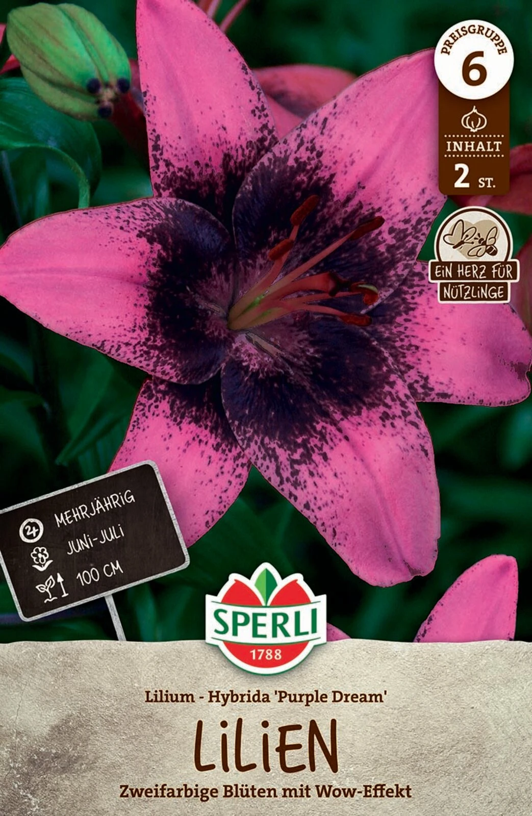 Lilie Purple Dream (2 Stück) | Lilienzwiebeln Von Sperli 1 Lilie Purple Dream (2 Stück) | Lilienzwiebeln Von Sperli