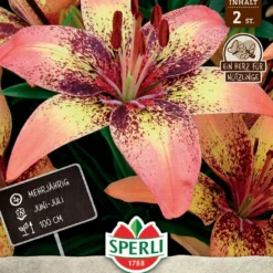 Lilie Tribal Dance (2 Stück) | Lilienzwiebeln Von Sperli