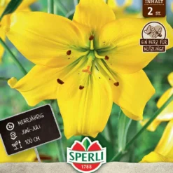 Lilie Pearl Melanie (2 Stück) | Lilienzwiebeln Von Sperli