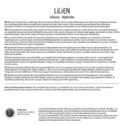 Lilie Hachi (2 Stück) | Lilienzwiebeln Von Sperli