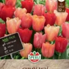 Tulpe Jimmy Mix (12 Stück) | Triumph-Tulpen Von Sperli