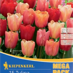 Mega-Pack Triumph-Tulpen Jimmy Mix (15 Stück) | Tulpenzwiebeln Von Kiepenkerl -Blumen Raum Verkaufsgeschäft 554113 Mega Pack Triumph Tulpen Jimmy Mix 15 Stueck 507104 0