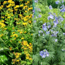 Stauden Bienenweide | BIO Bienenwiese Von Biobalu -Blumen Raum Verkaufsgeschäft 554548 BIO Stauden Bienenweide BB1023 2