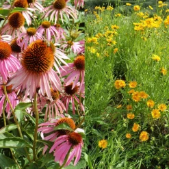 Stauden Bienenweide | BIO Bienenwiese Von Biobalu -Blumen Raum Verkaufsgeschäft 554548 BIO Stauden Bienenweide BB1023 3