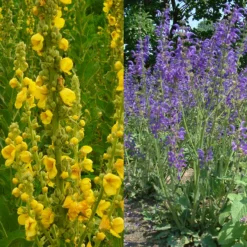 Stauden Bienenweide | BIO Bienenwiese Von Biobalu -Blumen Raum Verkaufsgeschäft 554548 BIO Stauden Bienenweide BB1023 6