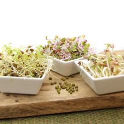 Keimsprossen Set Regenbogen (8 Sorten) | BIO Keimsprossen Sets Von FLORTUS | BIO Gewürze Set -Blumen Raum Verkaufsgeschäft 554611 BIO Keimsprossen Set Regenbogen 8 Sorten 2000 0739 4 1