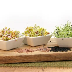 Keimsprossen Set Scharf (6 Sorten) | BIO Keimsprossen Sets Von FLORTUS