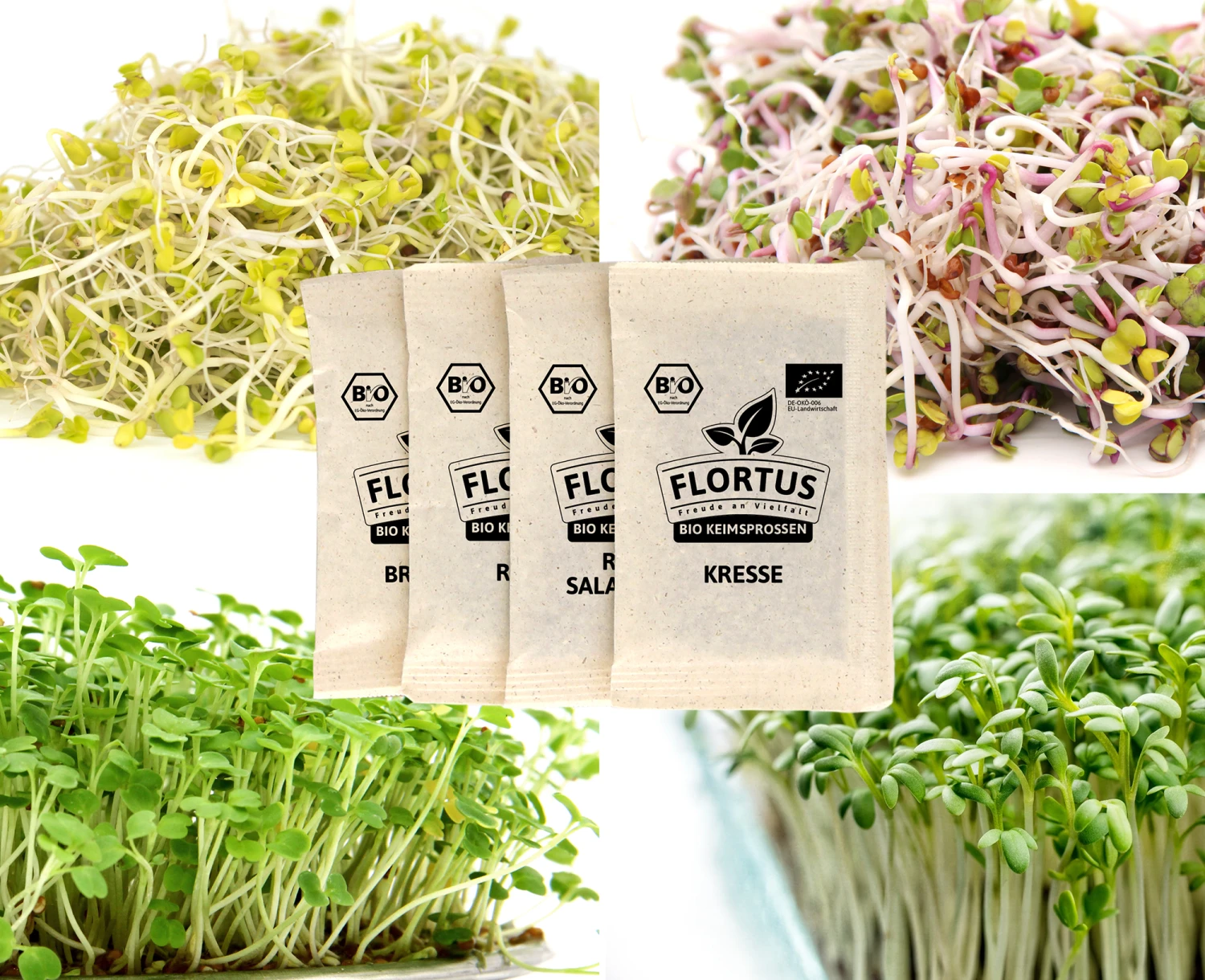 Keimsprossen Set Gesund (4 Sorten) | BIO Keimsprossen Sets Von FLORTUS 4 Keimsprossen Set Gesund (4 Sorten) | BIO Keimsprossen Sets Von FLORTUS – Bild 4