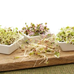 Keimsprossen Set Einsteiger (7 Sorten) | BIO Keimsprossen Sets Von FLORTUS 9 Keimsprossen Set Einsteiger (7 Sorten) | BIO Keimsprossen Sets Von FLORTUS -Blumen Raum Verkaufsgeschäft 554617 BIO Keimsprossen Set Einsteiger 7 Sorten 2000 0733 4