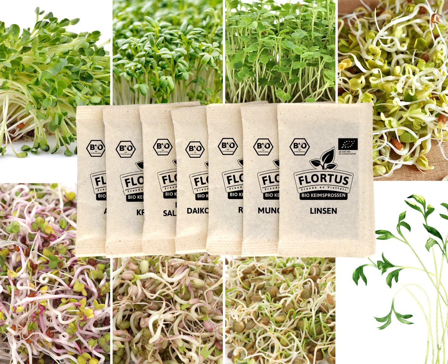 Keimsprossen Set Einsteiger (7 Sorten) | BIO Keimsprossen Sets Von FLORTUS 2 Keimsprossen Set Einsteiger (7 Sorten) | BIO Keimsprossen Sets Von FLORTUS – Bild 2