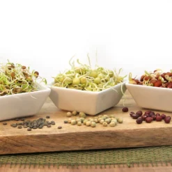 Keimsprossen Set Hülsenfrüchte (6 Sorten) | BIO Keimsprossen Sets Von FLORTUS 11 Keimsprossen Set Hülsenfrüchte (6 Sorten) | BIO Keimsprossen Sets Von FLORTUS -Blumen Raum Verkaufsgeschäft 554618 BIO Keimsprossen Set Huelsenfruechte 6 Sorten 2000 0732 4