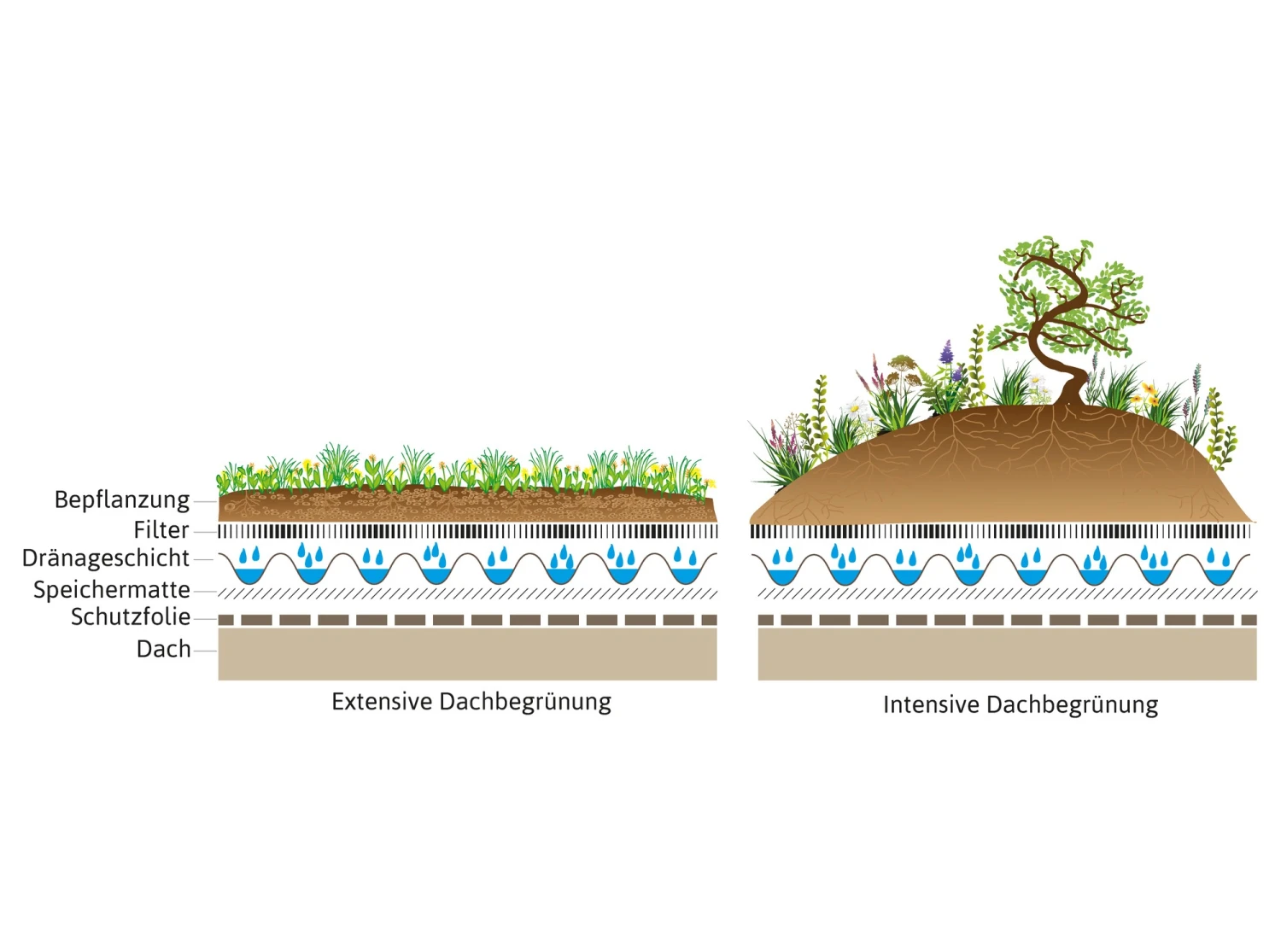 Dachbegrünung RSM 6.1 Für 18 M² (90 G) | Garagenbegrünung Von FLORTUS 5 Dachbegrünung RSM 6.1 Für 18 M² (90 G) | Garagenbegrünung Von FLORTUS – Bild 5