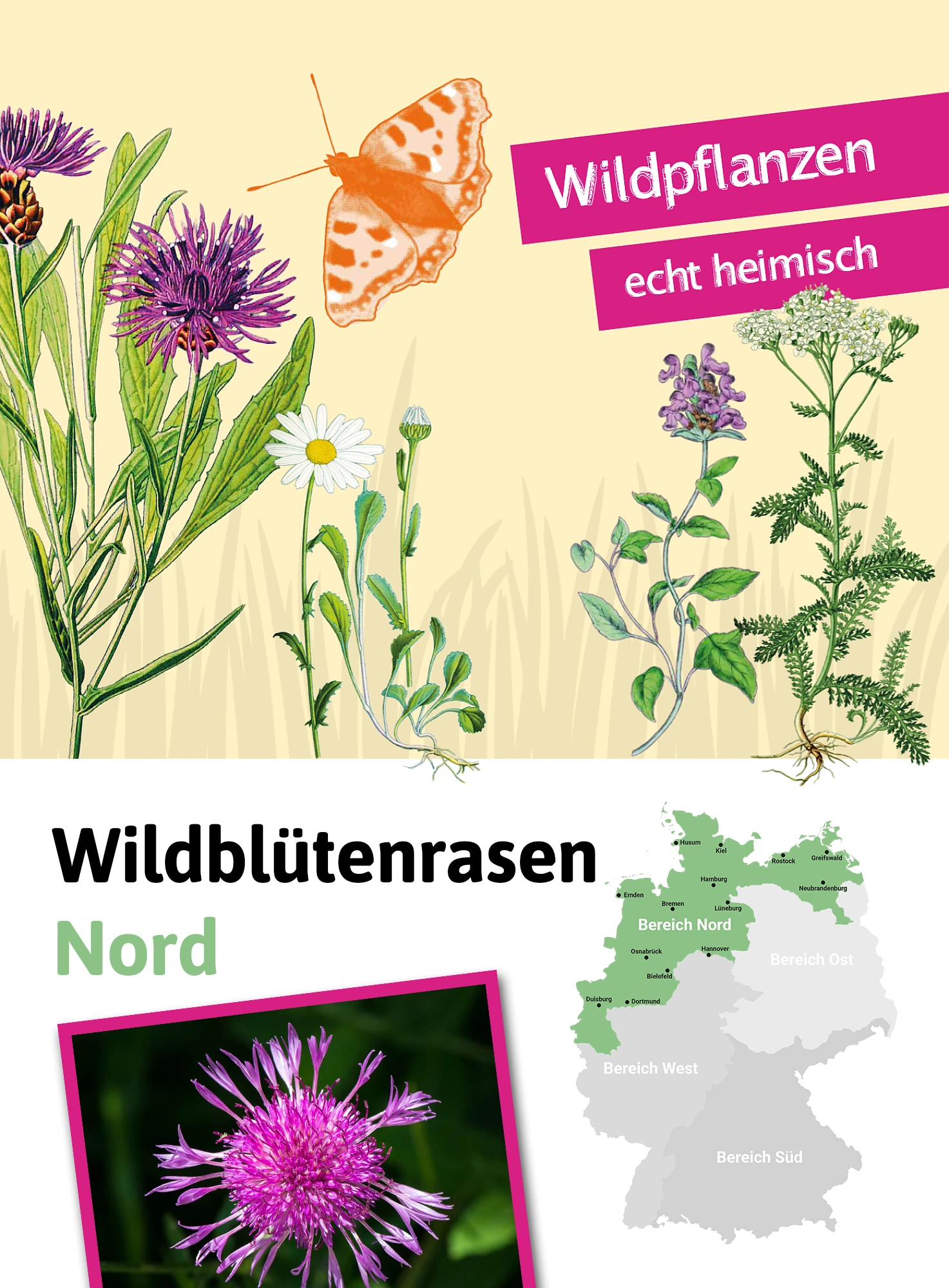Wildblütenrasen Nord (30 G) | Blumenrasen Von Tausende Gärten 2 Wildblütenrasen Nord (30 G) | Blumenrasen Von Tausende Gärten – Bild 2