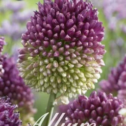 Zierlauch Sphaerocephalon (50 Stück) | Zierlauchzwiebeln Von Sam Van Schooten