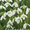 Ikaria-Schneeglöckchen (30 Stück) | Schneeglöckchenzwiebeln Von Sam Van Schooten