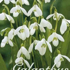 Ikaria-Schneeglöckchen (30 Stück) | Schneeglöckchenzwiebeln Von Sam Van Schooten