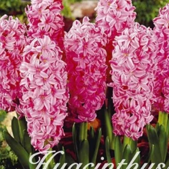 Hyazinthe Anna Marie (10 Stück) | Hyazinthenzwiebeln Von Sam Van Schooten